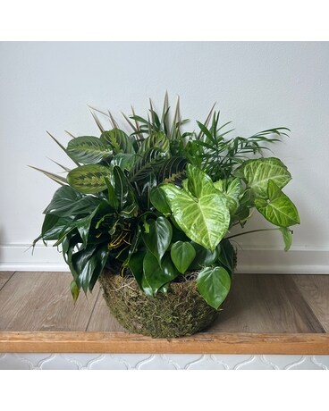 Mossy Planter - 10in Dishgarden Flowers