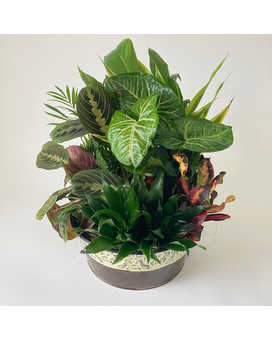 William's 10in Dishgarden Dish Garden Plant