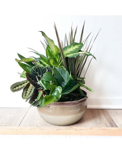 10in Dishgarden - Ceramic Pot in West Seneca NY - William's Florist & Gift  House, Inc.