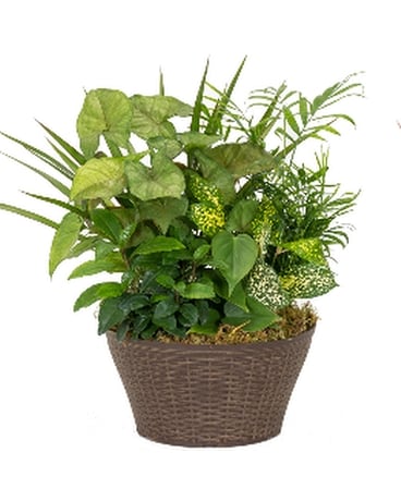 Sympathy Plants Delivery Hilliard OH - Hilliard Floral Design