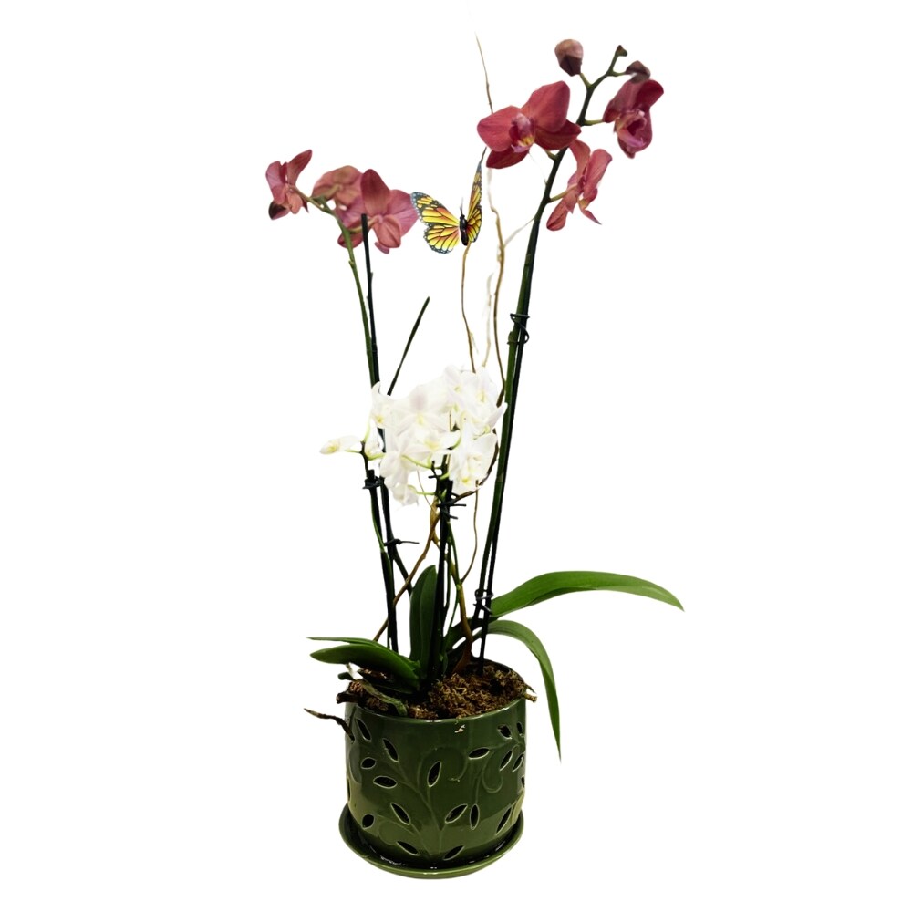 Orchid in Elegant Ceramic Orchid Planter in Garner NC - Forest