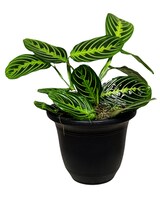 Maranta Prayer Plant in Garner NC - Forest Hills Florist