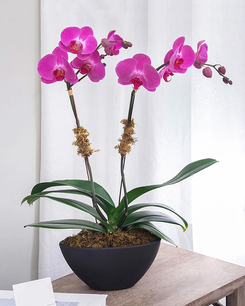 Orchid in Elegant Ceramic Orchid Planter in Garner NC - Forest