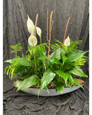 Giant Peace Lily Boat Dish Garden Plant