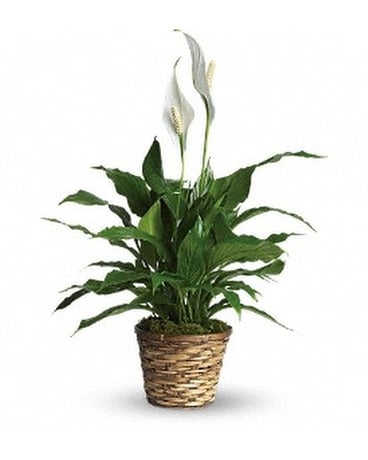 Simply Elegant Spathiphyllum - Small Flower Arrangement
