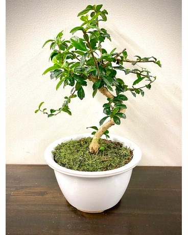 Bonsai Ficus Flower Arrangement