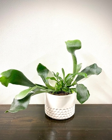 Staghorn Fern Plant
