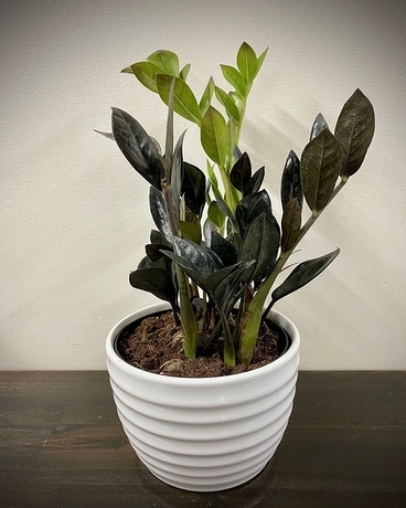 Black Raven ZZ Plant