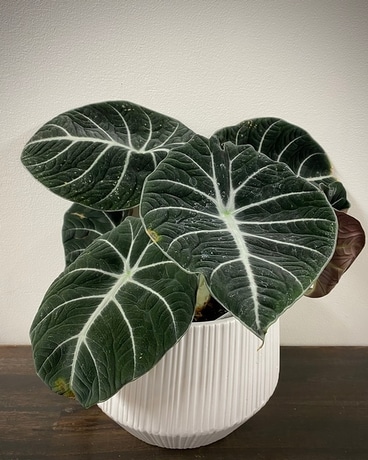 Black Velvet Alocasia Plant