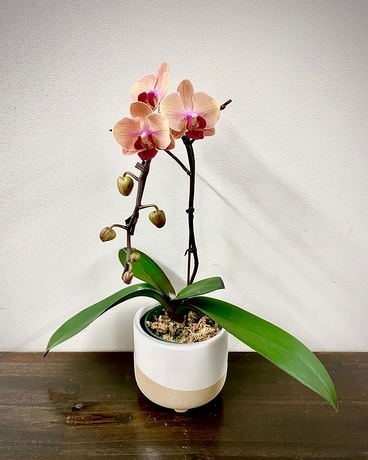 Phalaenopsis Orchid Plant