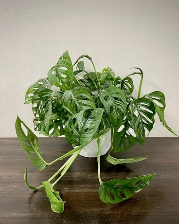 Monkey Mask Monstera Plant