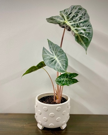 Pink Princess Alocasia Plant