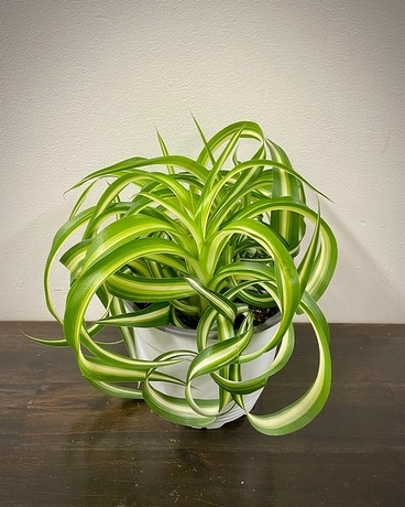 Curley Sue Spider Plant Plant