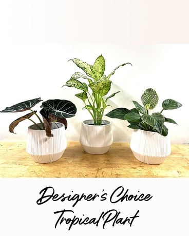 Designer’s Choice Tropical Plant Flower Arrangement