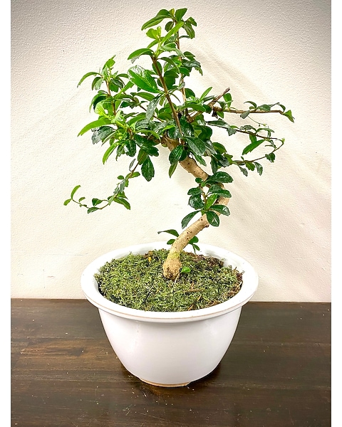 cura bonsai ginseng Ficus microcarpa 5in Ginseng Bonsai main image 1