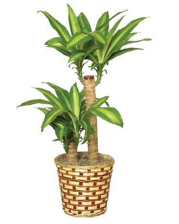 CORN PLANT Flower Arrangement