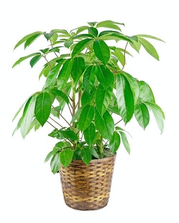 Umbrella Schefflera Plant Plant