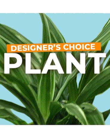 Designer's Choice Plant Plant