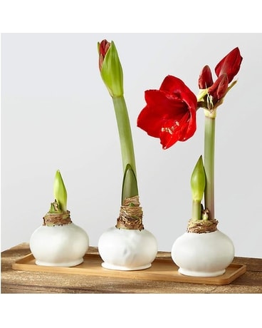 Amaryllis Trio Flower Arrangement