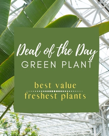 Green Plant Deal of the Day Plant