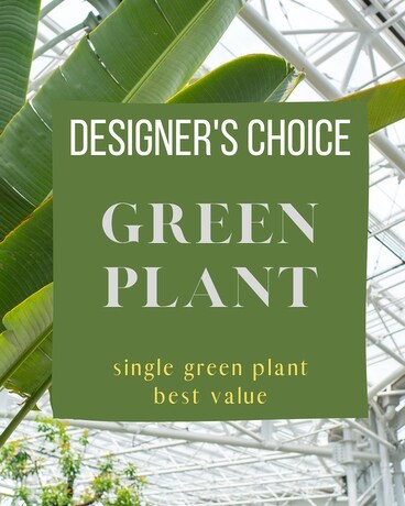 Green Plant Deal of the Day Flower Arrangement