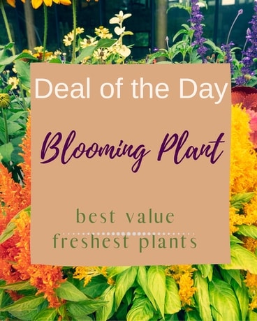 Blooming Plant Deal of the Day Flower Arrangement