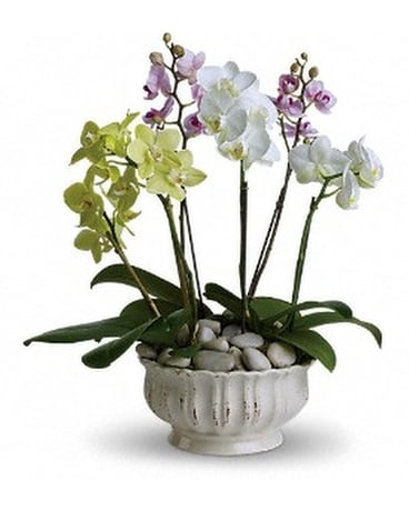 Regal Orchids - by Galbraith Florist Flower Arrangement