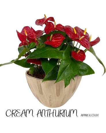 Cream Anthurium Flower Arrangement