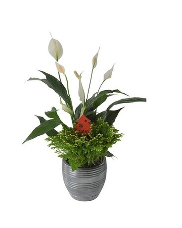 Peace and Love Planter Specialty Arrangement