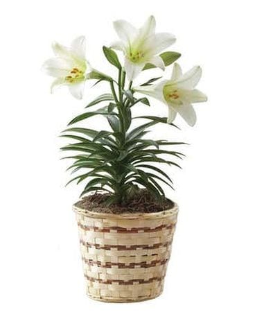 Easter Lily Plant Plant