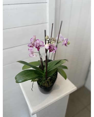 Miniature Orchids Flower Arrangement