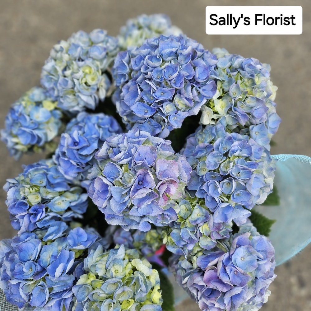 Sally's Spring Hydrangea plant in Dewdney BC - Sally's Florist Dewdney