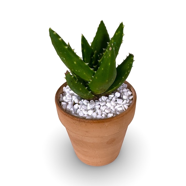 Sally's Mini Aloe in Maple Ridge BC - Sally Florist