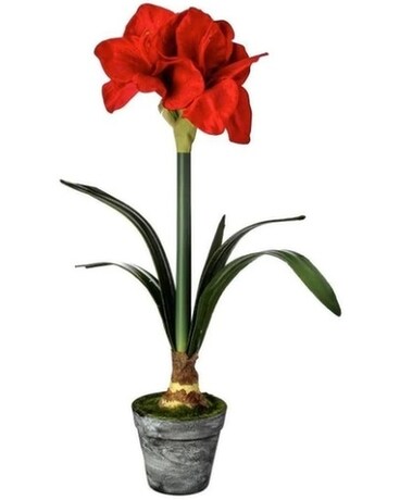 Hippeastrum Potted Plant Plant
