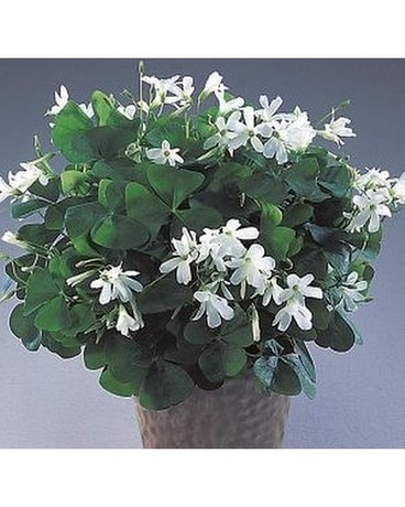 Oxalis/Shamrock Plant - Green Plant