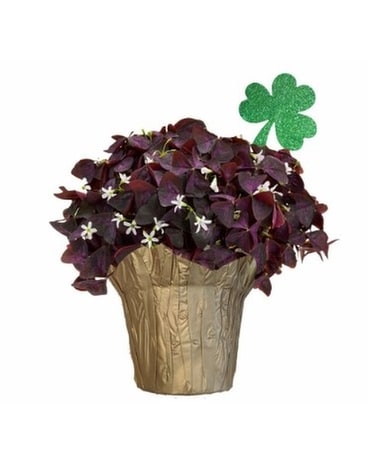Oxalis/Shamrock Plant - Red Plant
