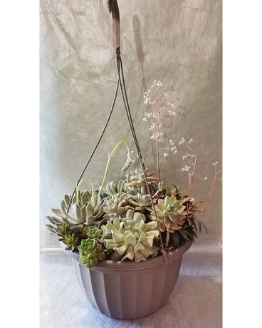 Succulent Lover Plant