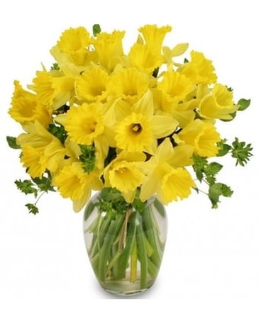 First Sign of Spring Daffodil Flower Arrangement