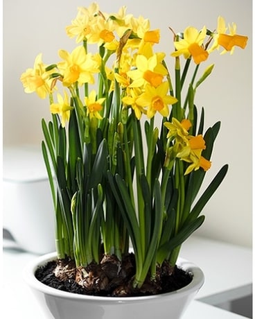 Spring Daffodil Plant Plant