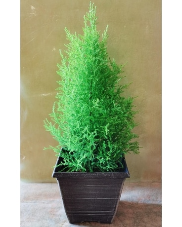 Cypress Wilma Flower Arrangement