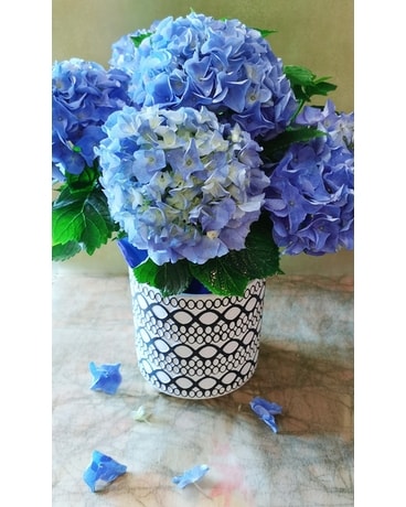 HAPPY HYDRANGEA - BLUE Flower Arrangement