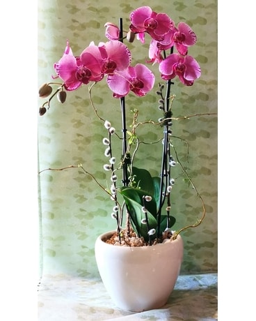 Purple Orchid Plant