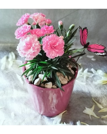 Designer Choice Carnation Planter Plant