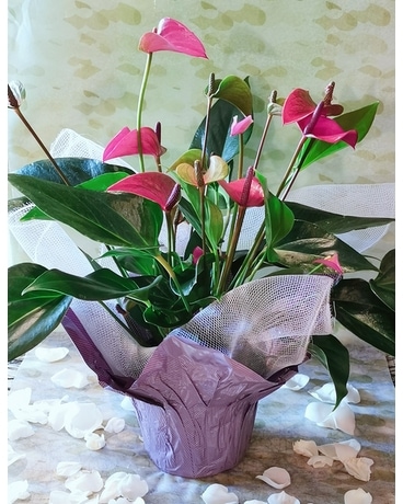 Sally's Wrapped Lovely Anthurium Plant-Red/Pink Plant