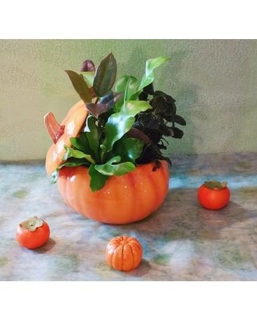 Designer Choice Fall Indoor Plant in Pumpkin Plant