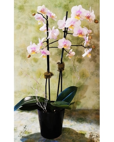 Cutie Orchids in Pot Plant