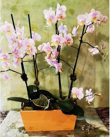 Mini Orchids in Pot Plant