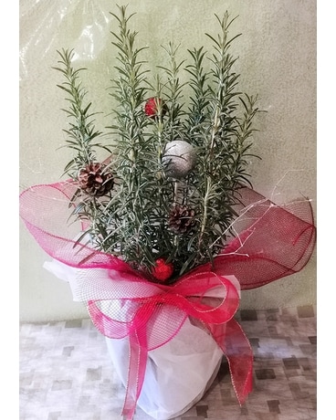 Christmas Rosemary Plant Plant
