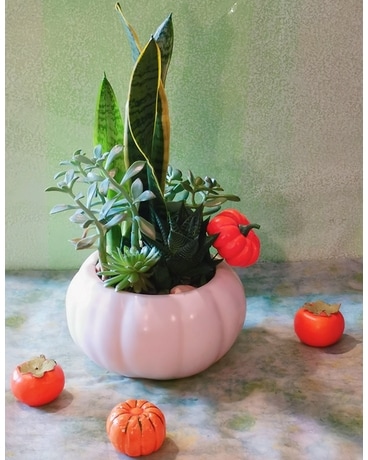 Designer Choice Succulent in Pumpkin Plant
