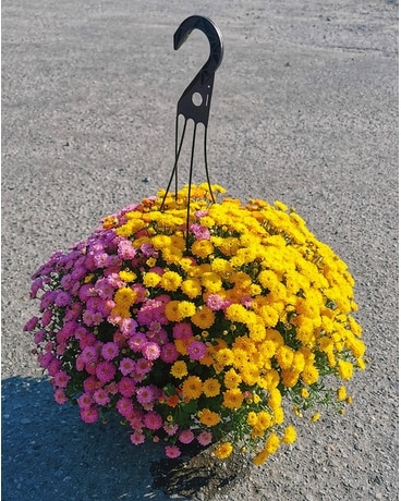 Fall Chrysanthemums/Daisy/Mums Plant Plant